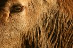 Furry abstractions